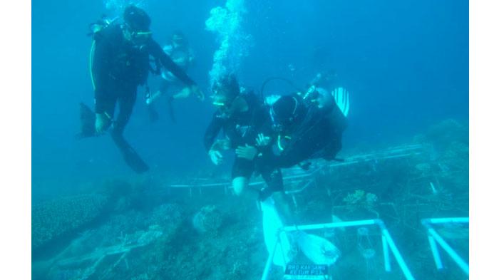 Ketum-PSI-Kaesang-Pangarep-saat-menyelam-di-Pantai-Bangsring-Underwater-Banyuwangi.jpg