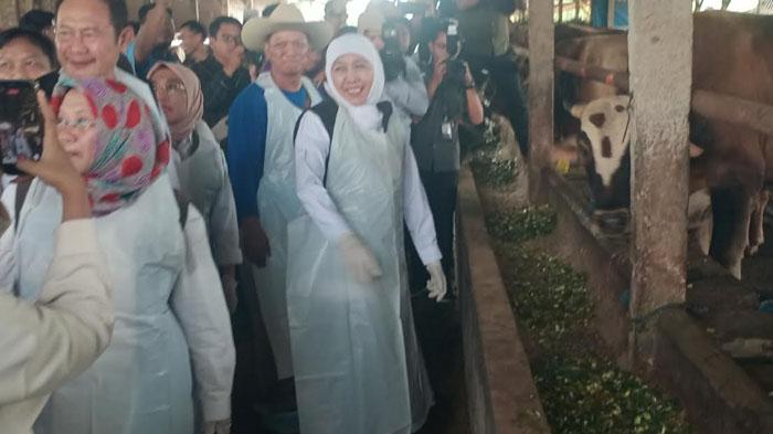 Khofifah-meninjau-kondisi-sapi-kurban-saat-ke-Koperasi-Ternak-Gunungrejo-Makmur.jpg