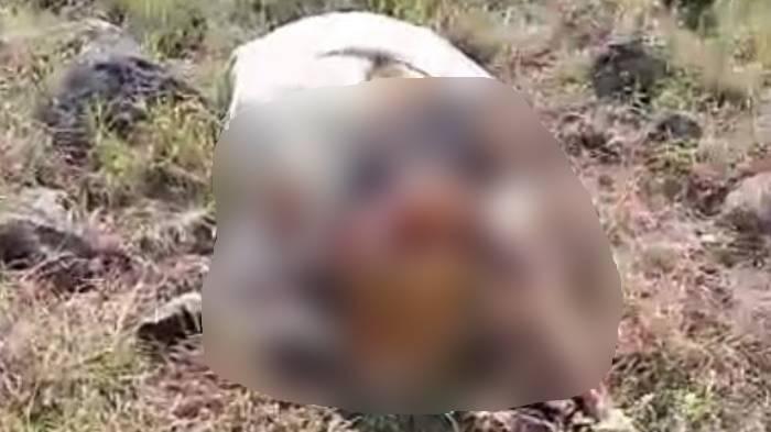 Heboh Warga di Situbondo Temukan Bangkai Sapi di Hutan Baluran, Kondisi 4 Kaki Mengenaskan
