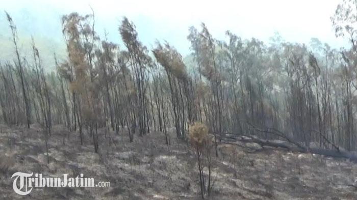 Kondisi-lahan-dan-sejumlah-batang-pohon-yang-hangus-terbakar-akibat-peristiwa-Karhutla-Gunung-Lawu.jpg