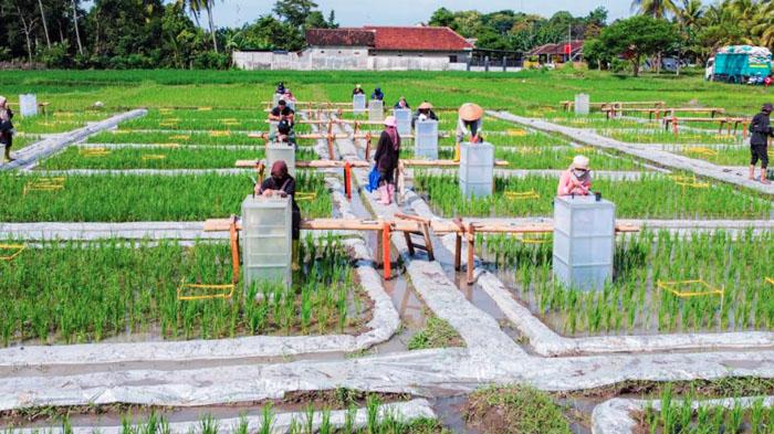 Lahan-pertanian-untuk-pengembangan-beras-biofortifikasi-di-Banyuwangi-ilustrasi-beras-Sunwangi.jpg