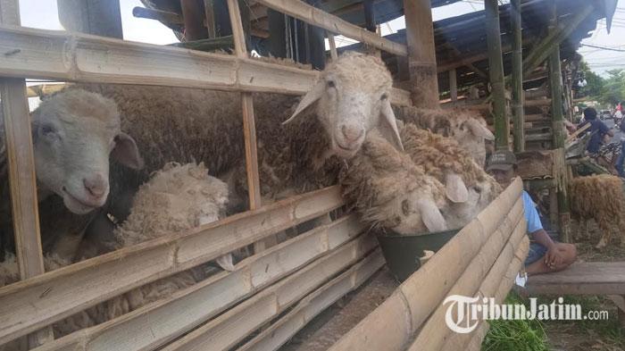 Lapak-pedagang-Kambing-menjamur-jelang-Idul-Adha-di-Jalan-Teuku-Umar-Jember.jpg