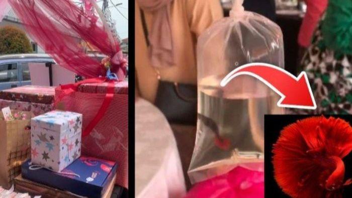 Nasib Pengantin Anyar Dihujat Gegara Suvenir, Beri Tamu Ikan Cupang di Plastik, Dalih ‘Hemat Biaya’