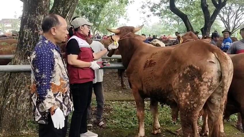 PASAR-HEWAN-Suasana-pemasangan-ear-tag-di-pasar-hewan-Balongpanggang-Gresik.jpg