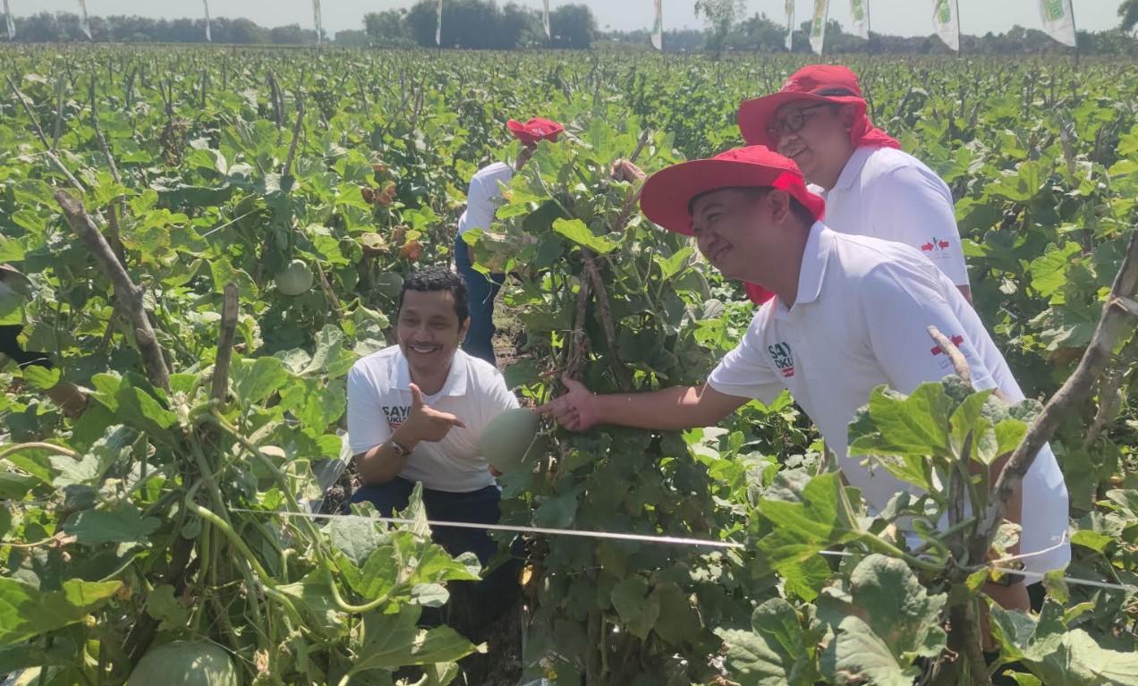 Panen-raya-melon-Davina-F1-di-Nganjuk-dihadiri-1000-petani.jpg