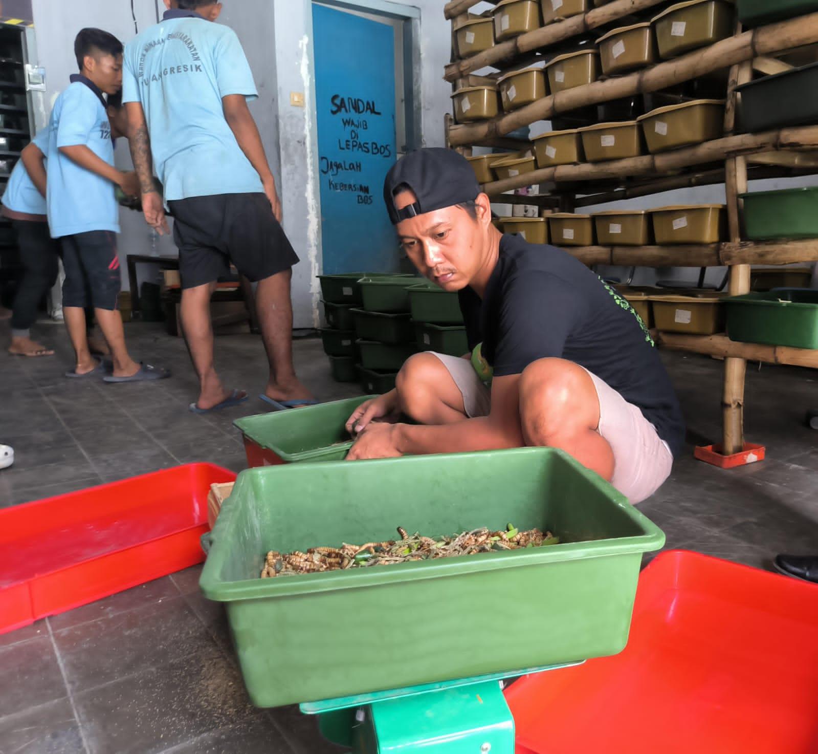 WBP di Rutan Kelas IIB Gresik Berpeluang Jadi Orang Kaya, Bisa Belajar Budidaya Ulat Jerman