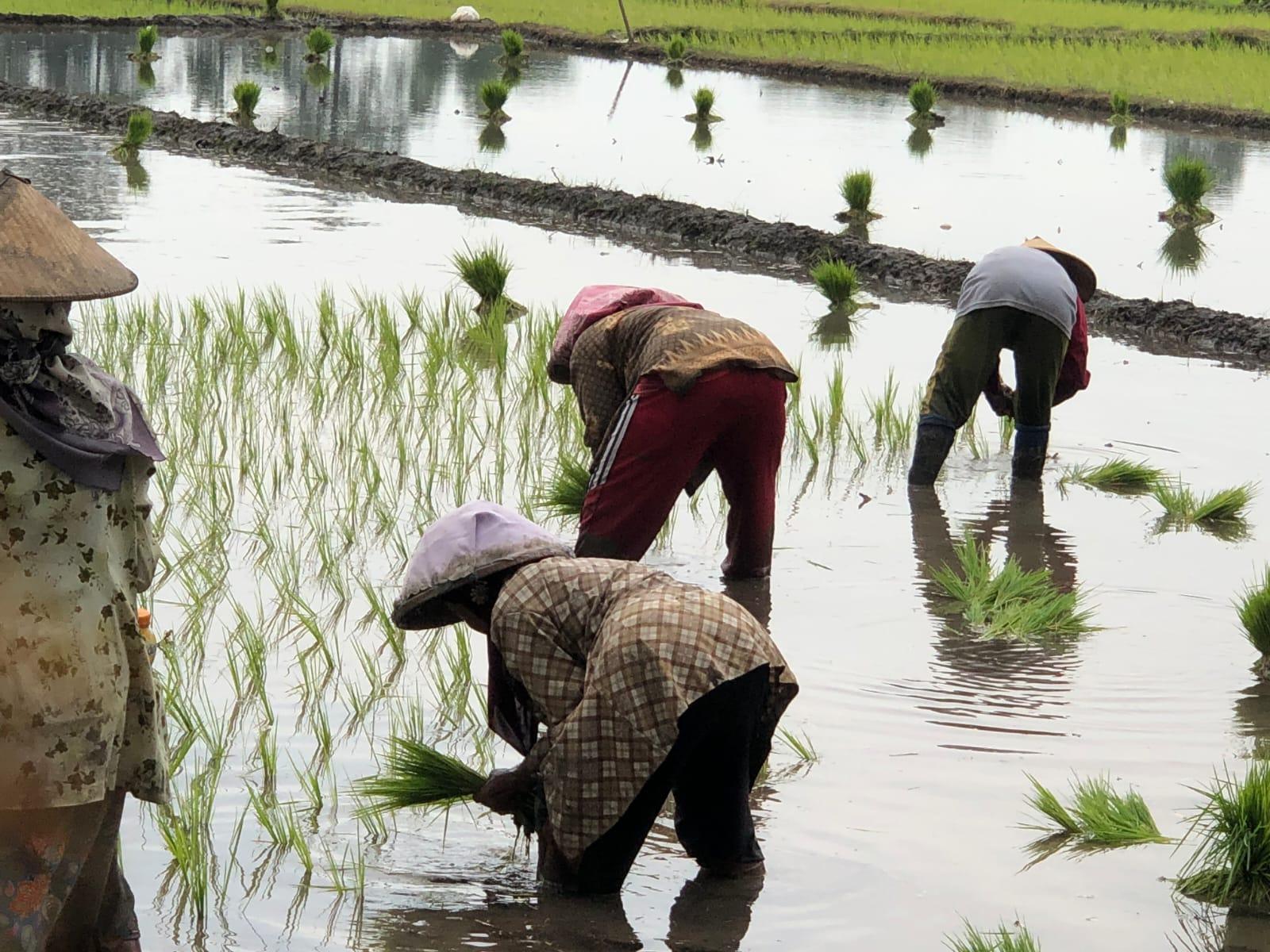 Para-petani-di-Dusun-Kandangan-Desa-Kepuhkembeng-Kecamatan-Peterongan-Jombang.jpg
