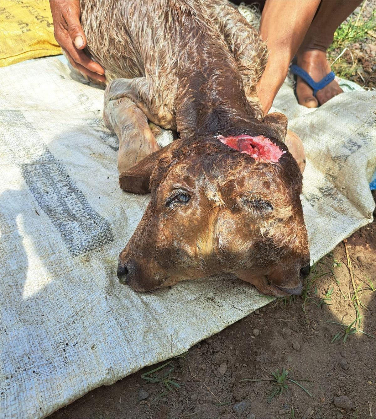 Fenomena Langka di Bondowoso, Anak Sapi Berkepala Dua Lahir, Peternak Beri Susu dengan Dot Bayi
