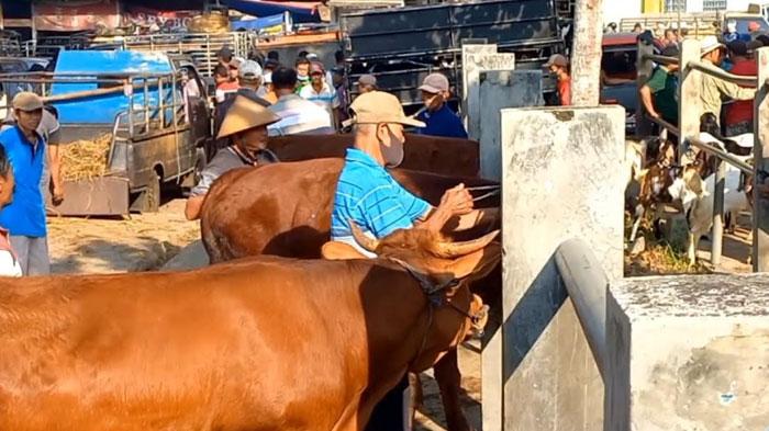 Dinas Peternakan Trenggalek Terima 3.500 Dosis Vaksin PMK, Prioritaskan Sapi Potong Sehat