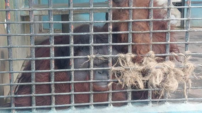 Ada Penampakan Orang Utan Kalimantan di Madiun Umbul Square, Ramaikan Kunjungan Wisatawan