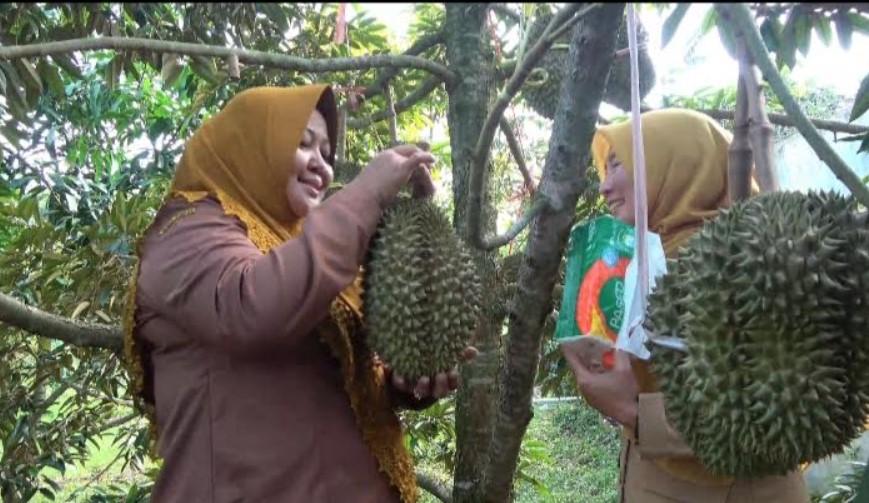 Pengunjung-di-kebun-durian-milik-Surya-Afandi-menikmati-durian-petik-pohon-hasil-budidaya-pemuda.jpg