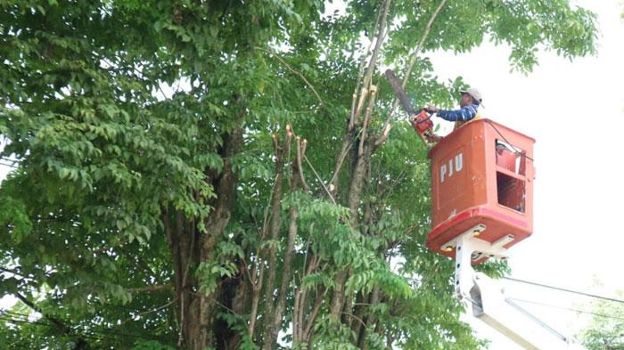 Jelang Musim Hujan, Pohon Rawan Tumbang di Jember Dikepras