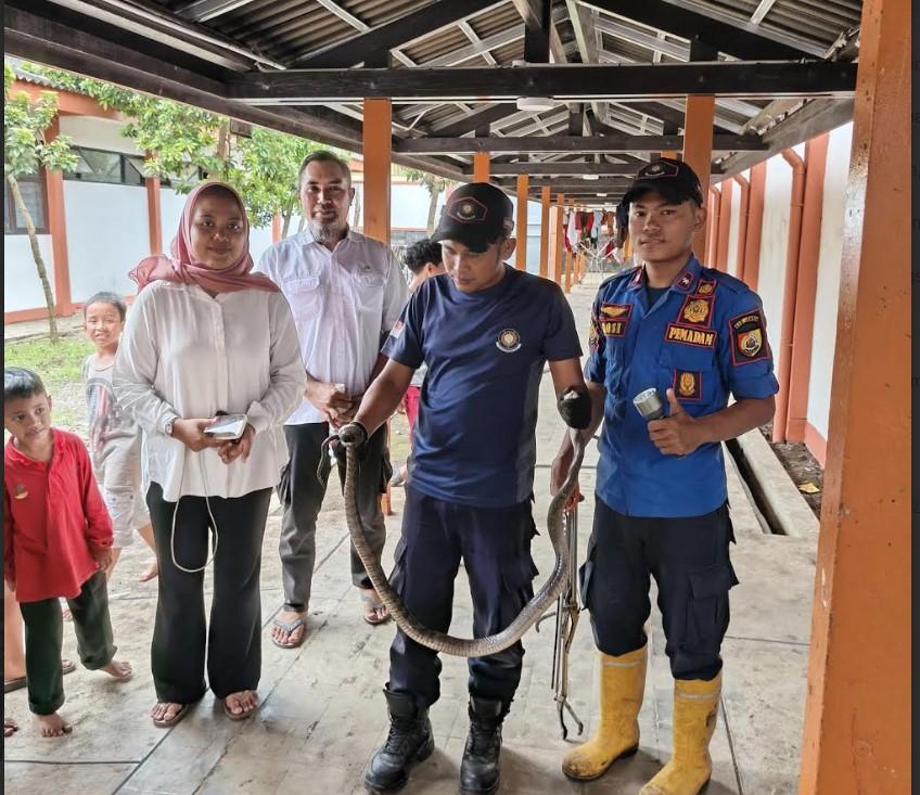 Personel-Damkar-amankan-ular-King-Koros.jpg