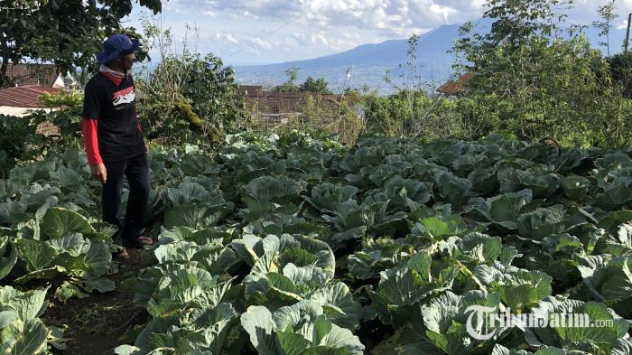 Petani-apel-di-Kota-Batu-mulai-beralih-menanam-buah-jeruk-dan-sayur.jpg