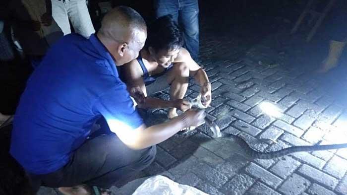 Teror Warga, Ular Kobra yang Bersemayam di Atas Pohon di Permukiman Probolinggo Dievakuasi Damkar