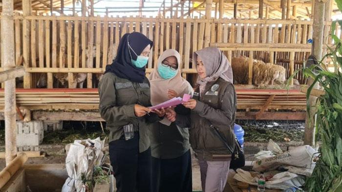 Hasil Inspeksi Dinas KPP Jember, Temukan Kambing Sakit Mata di Tempat Penjualan Hewan Kurban