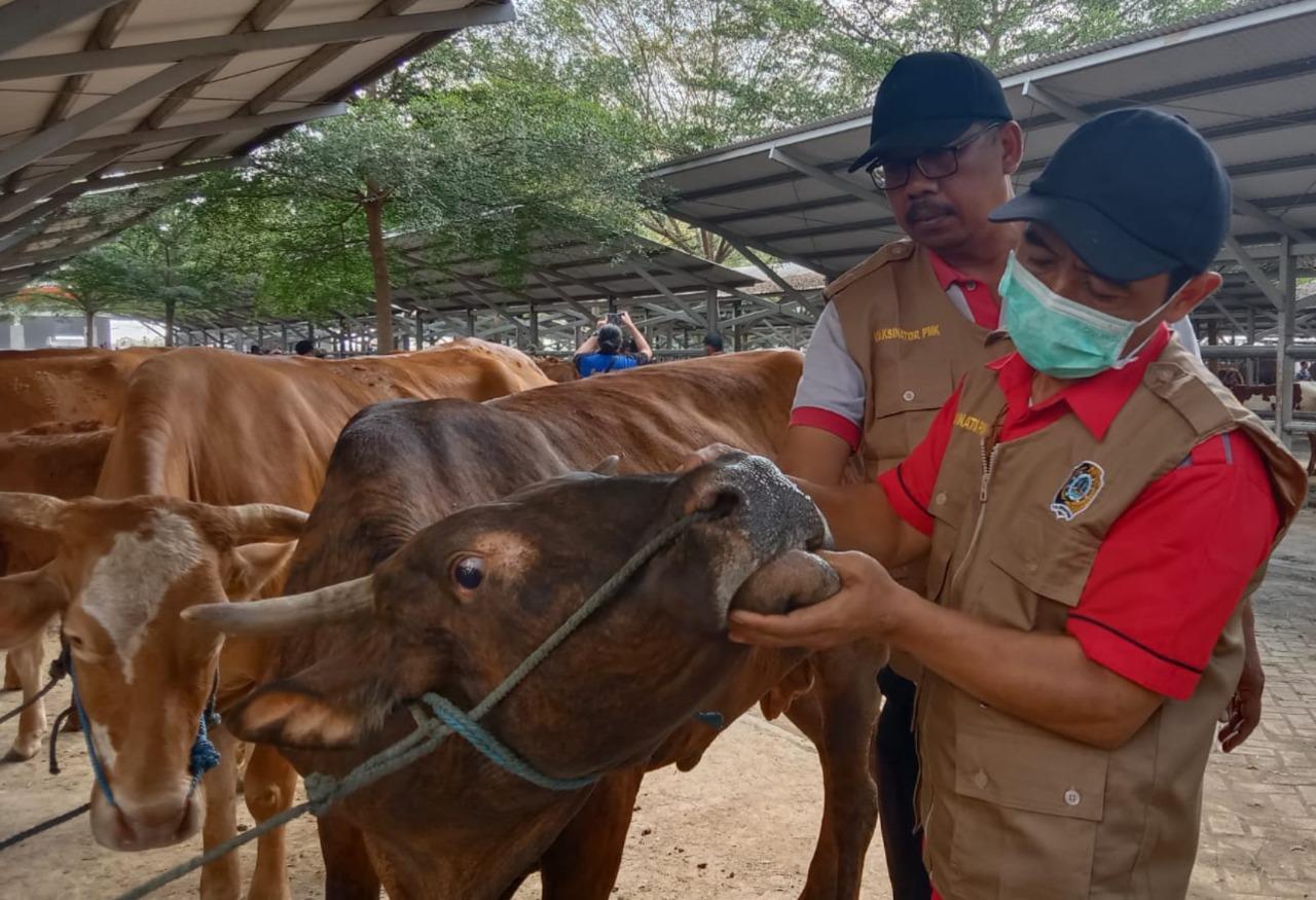 Pasar Hewan Tulungagung Dibuka Kembali, Harga Sapi Sudah Alami Kenaikan hingga Rp 2 Juta