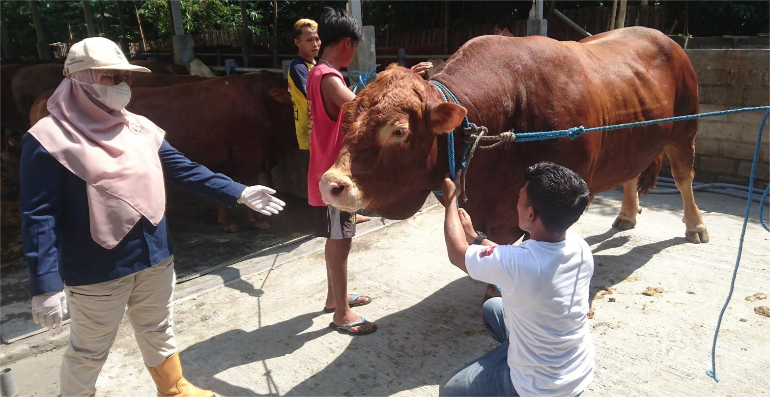 Disnak Keswan Tulungagung Periksa Kesehatan Sapi Kurban Milik Presiden Prabowo untuk Terakhir Kali