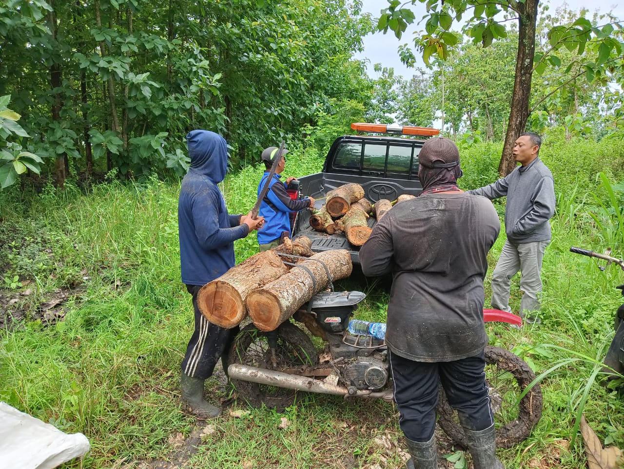 Petugas-Polhut-mengamankan-kayu-jati-curian-di-Blitar-yang.jpg