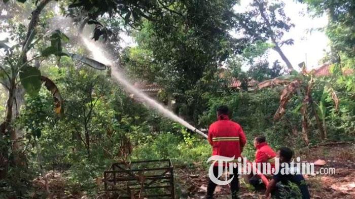 Tangani Teror Ulat Bulu di Ponorogo, Petugas Damkar Turun Tangan Semprotkan Air Detergen