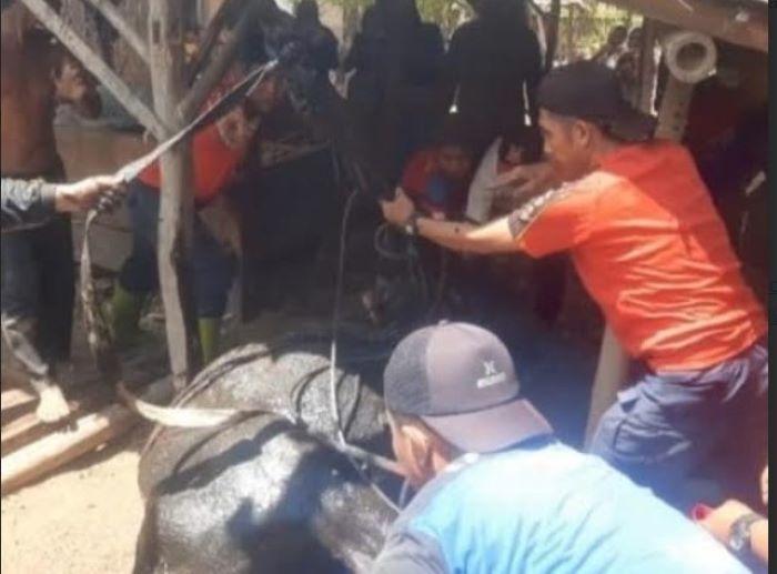 Heboh Sapi di Situbondo Tercebur ke Septic Tank Sedalam 10 Meter, ini Kondisinya usai Evakuasi