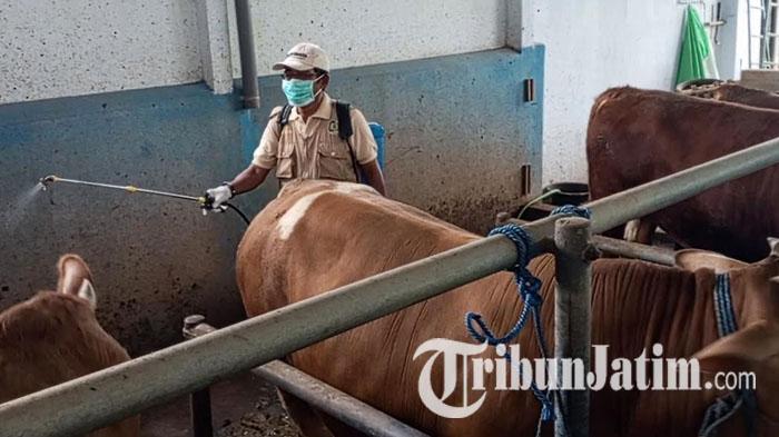 Petugas-kesehatan-hewan-melakukan-disinfeksi-pada-sapi-sapi-yang-sehat-di-tengah-wabah-pmk.jpg