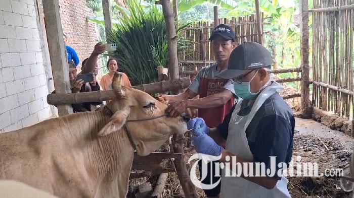 Petugas-memeriksa-kondisi-hewan-ternak-salah-satu-peternak-di-magetan-ilustrasi-sapi.jpg