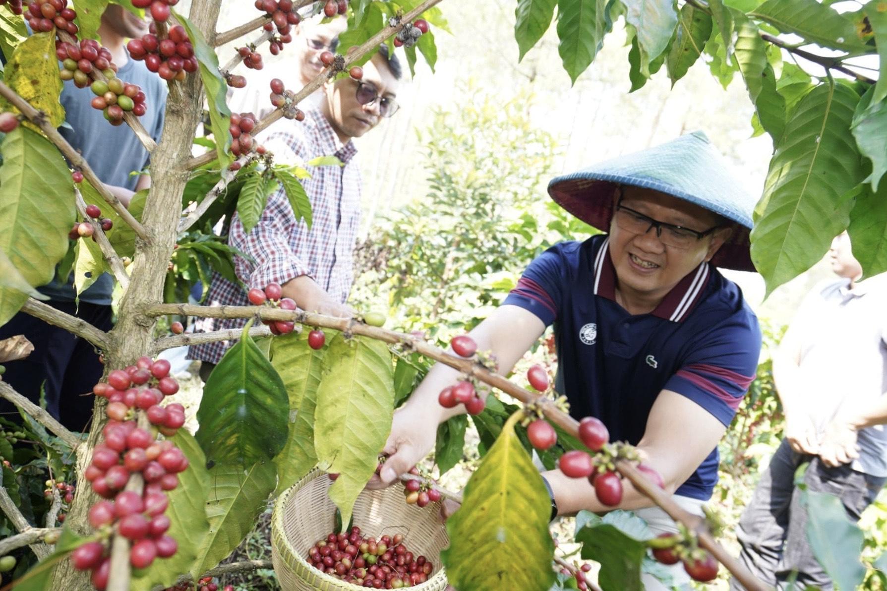 Pj-Wali-Kota-Batu-Aries-Agung-Paewai-saat-memetik-kopi-di-Desa-Bulukerto-Batu.jpg