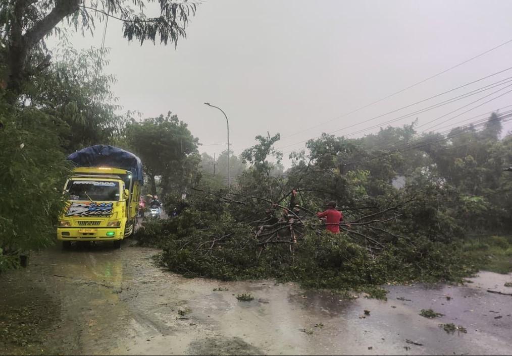 Pohon-Mahoni-ambruk-di-Jalan-Jalan-Raya-PonorogoTrenggalek.jpg