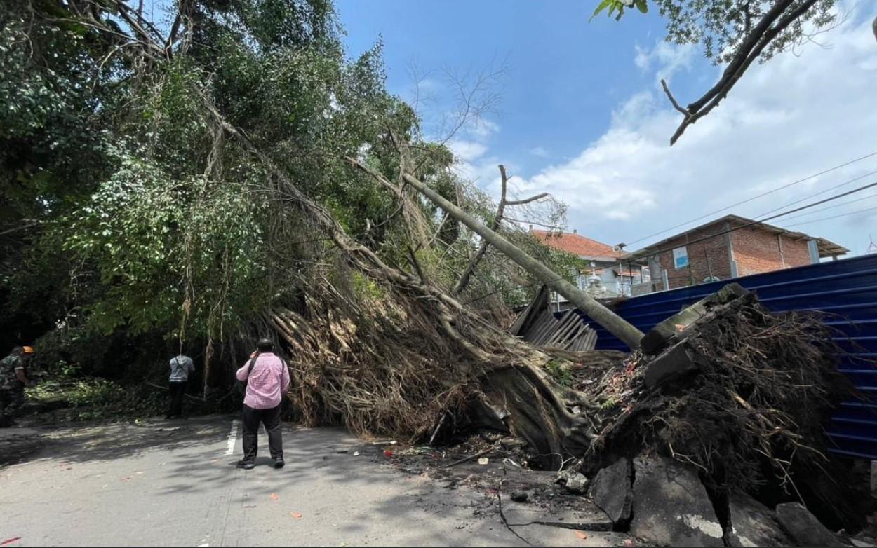 Brak, Pohon Beringin Raksasa Tumbang di Jalan Merapi Kota Malang, Timpa Warung dan 3 Motor