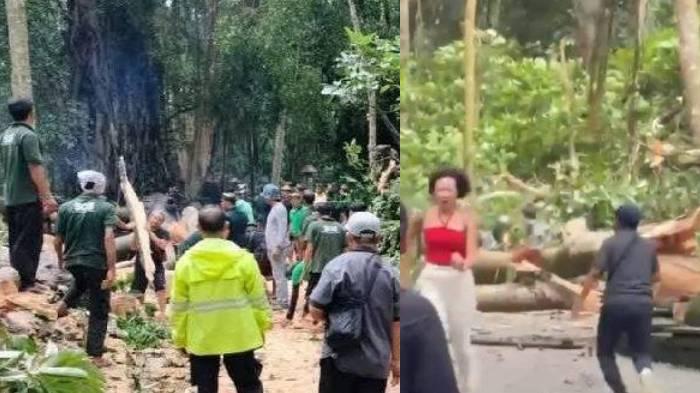 Sosok 2 Korban Pohon Tumbang di Monkey Forest Bali, Saksi Sebut Angin Kencang Disertai Turun Hujan