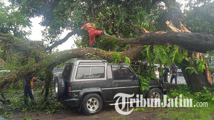 Pohon-tumbang-di-RSU-Kaliwates-Jember-menimpa-mobil-pegawai-PTPN.jpg