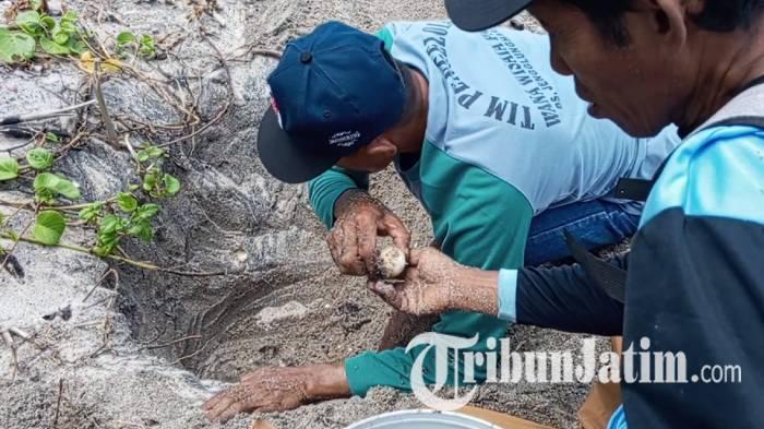 Secara Swadaya, Pokdarwis Sanggaria Tulungagung Evakuasi Telur Penyu di Pantai Sanggar Tulungagung