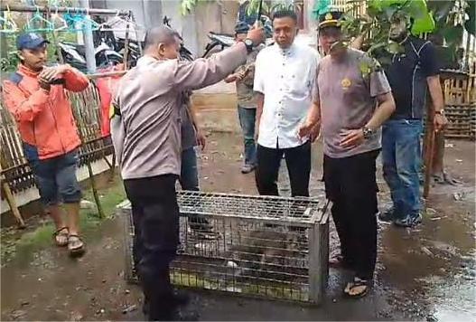 Warga Desa di Jember ini Resah Gegara Serangan Monyet Liar, 5 Wanita Terluka Saat Mandi di Sungai
