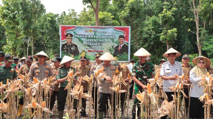 Polres-Nganjuk-memanen-2056-ton-jagung-yang-ditanam-di-lahan-seluas-528-hektare.jpg