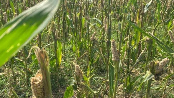 Tidak Mempan Diracun, Hama Tikus Serang 400 Hektar Lahan Pertanian di Lumajang