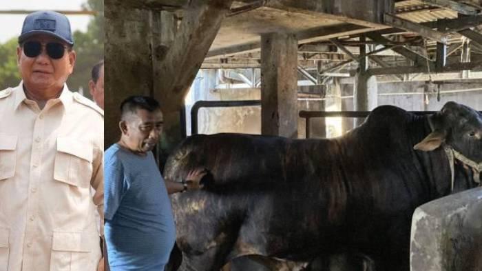 Bangganya Haji Apud Sapinya Dibeli Prabowo, Pengalaman Pertama dan Lewat Proses Seleksi Sangat Ketat
