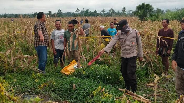 Jasad Misterius Ditemukan Membusuk di Areal Persawahan Wonosari Lumajang
