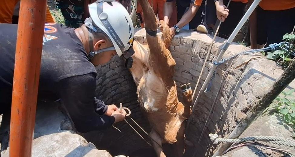 Proses-evakuasi-seekor-anak-sapi-milik-Subagyo-yang-tercebur-ke-dalam-sumur-kedalaman-20-meter.jpg