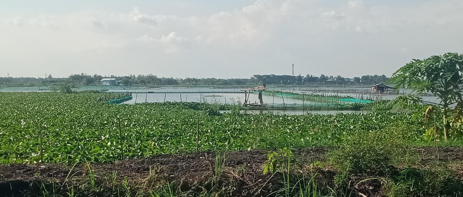 RAWA-SEMANDO-Kondisi-Rawa-Semando-Babat-Lamongan-Jawa-Timur-yang.jpg