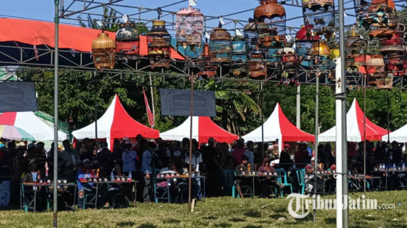 Uniknya Lomba Burung Perkutut di Probolinggo, Ada Ritual Penghilang Ilmu Hitam Sebelum Acara Mulai