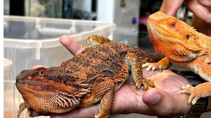 Reptil-bernama-Bearded-Dragon-dibudidayakan-Rico-di-Lowokwaru-Kota-Malang.jpg
