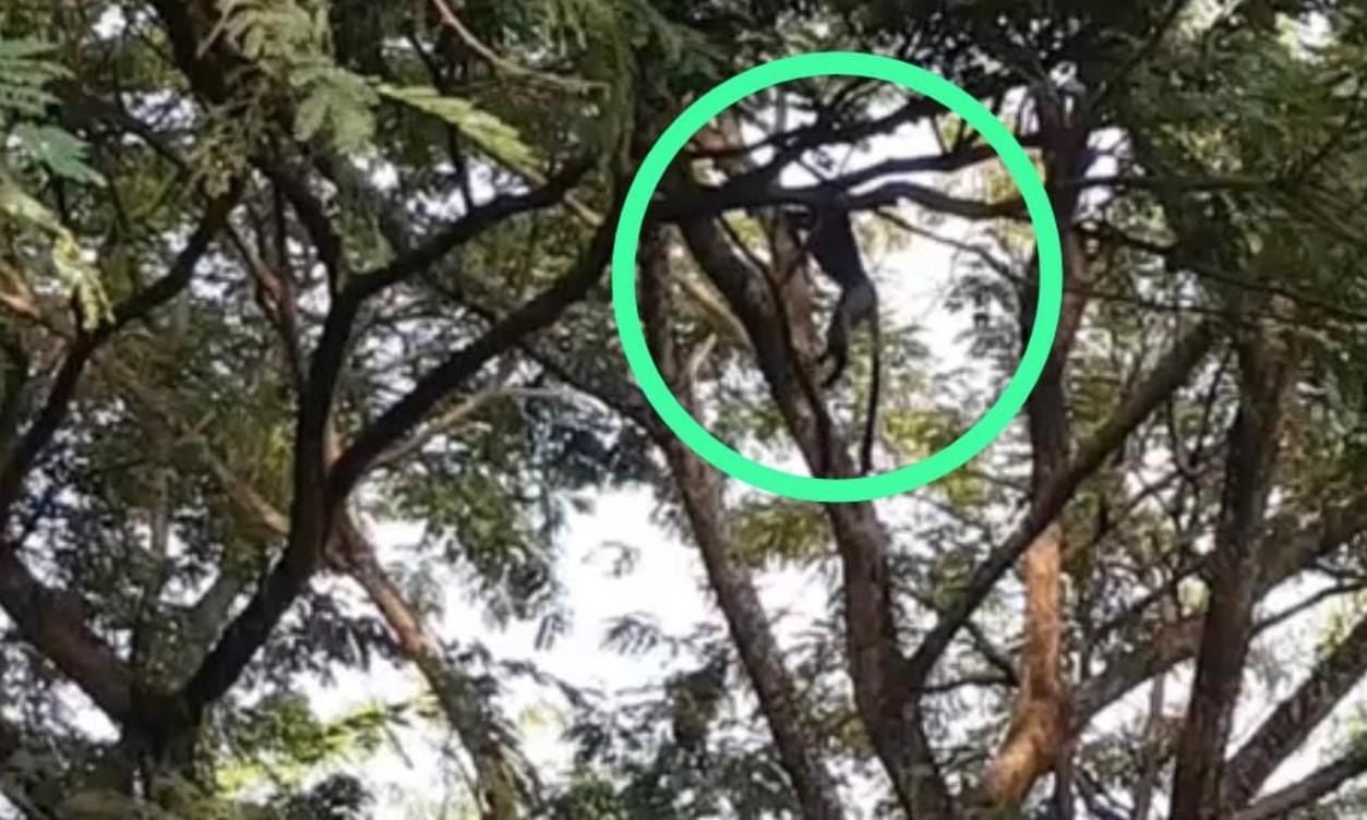 Geger Penampakan Lutung Jawa di Ponorogo, Warga Sempat Mengira Kera, Polisi: Evakuasi dengan BKSDA