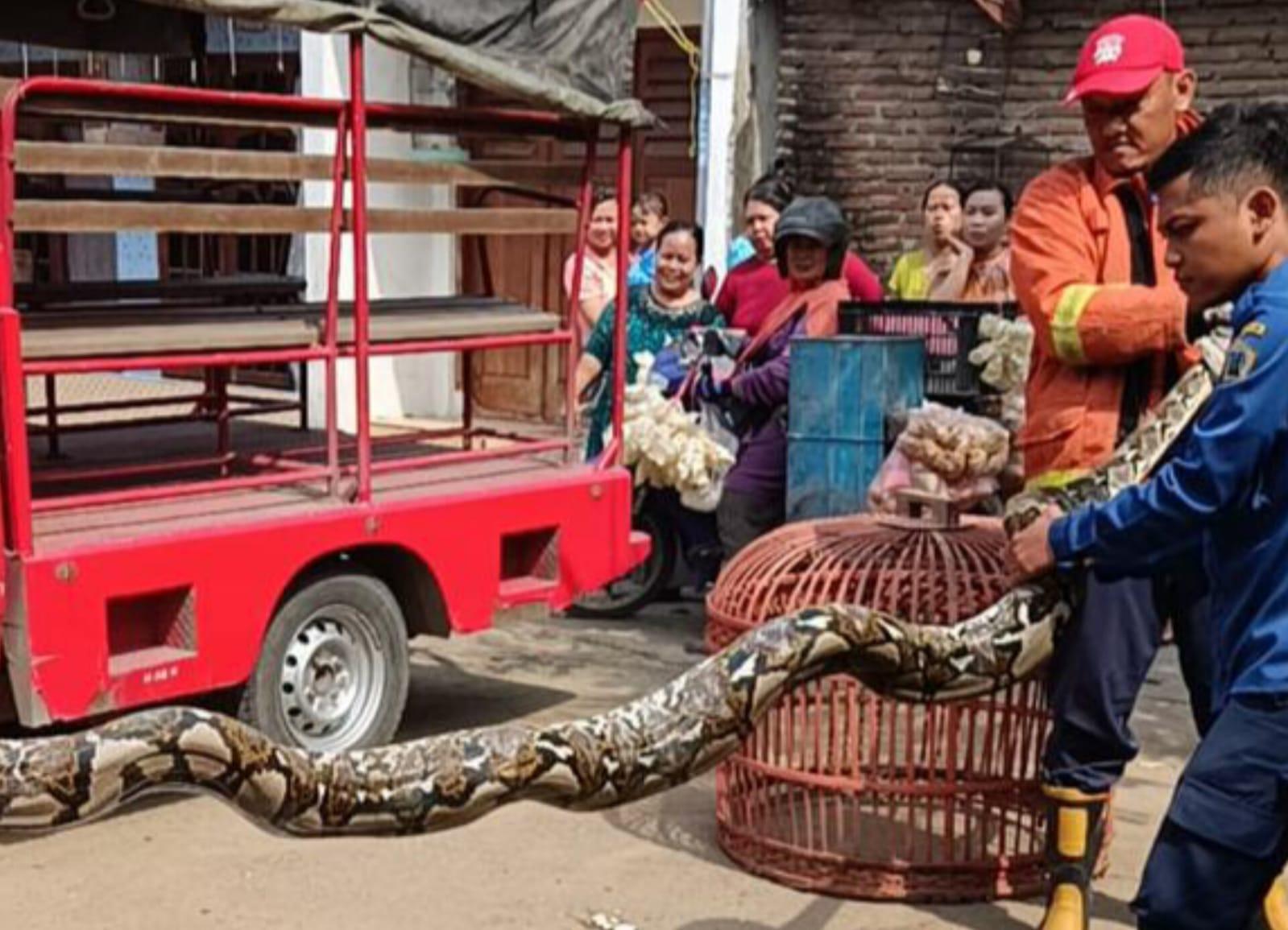 Warga Wringinanom Gresik Resah, Ular Piton Habiskan Delapan Ekor Ayam, Damkar Gercep