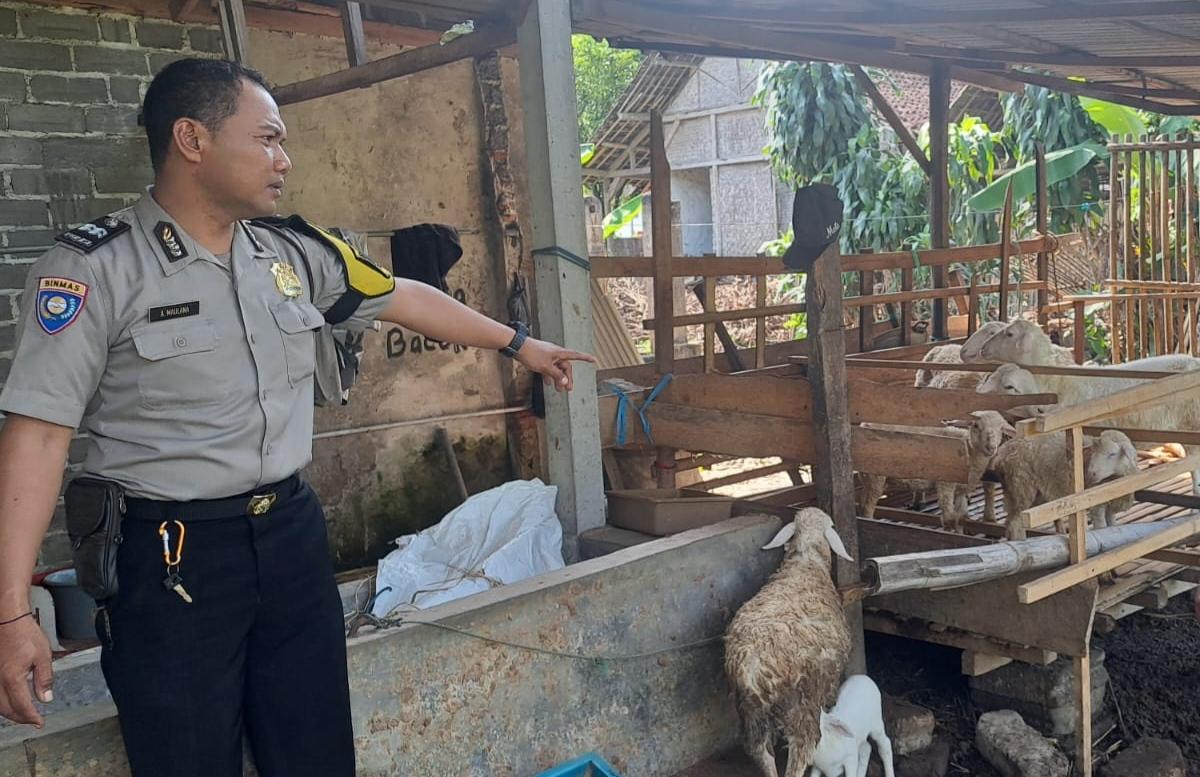 Sejumlah-kambing-yang-sempat-ditemukan-di-pinggir-jalan-blitar.jpg