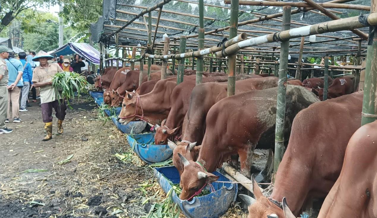 Seorang-pedagang-sedang-merawat-sapi-di-sebuah-lapak-penjualan-hewan.jpg