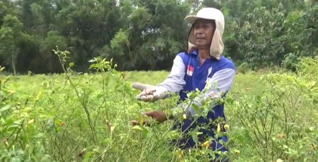 Seorang-petani-di-Desa-Jatigreges-Kecamatan-Pace-Kabupaten-Nganjuk.jpg