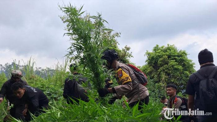 Ada Sosok Intelektual yang Diduga Mendanai Tanaman Ganja di Lereng Gunung Semeru, Kini Diburu Polisi