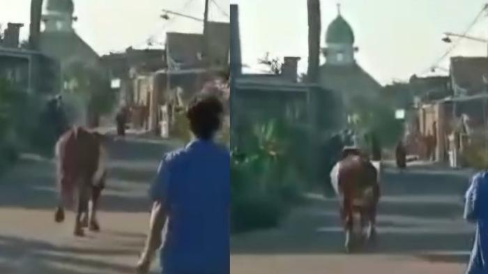 Sapi Kabur saat Hendak Disembelih, Hebohkan Warga Duduksampeyan Gresik