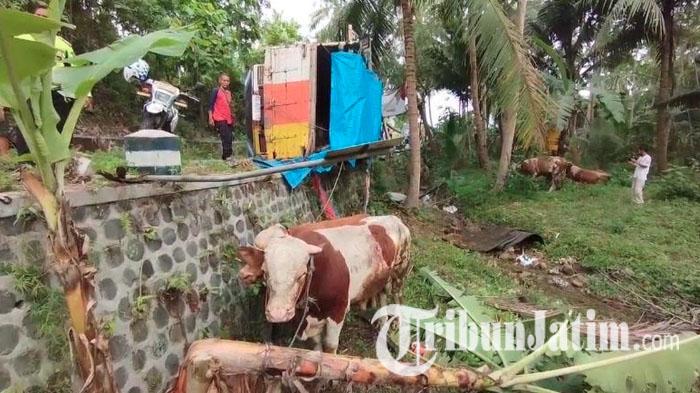 Kecelakaan di Pacitan, Hindari Mobil Makan Marka Jalan, Truk Terguling, Sapi-sapi Terjun Bebas
